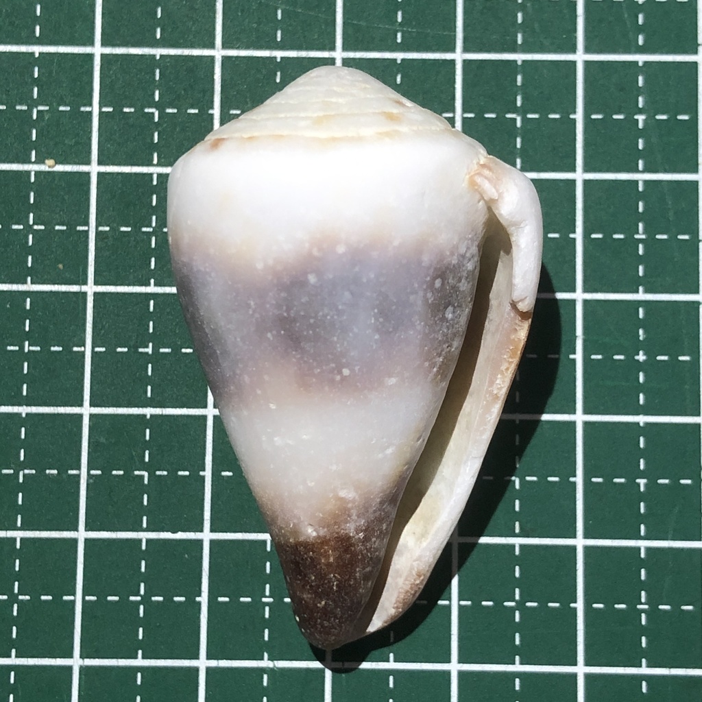 Soldier cone