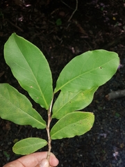 Coccoloba floribunda