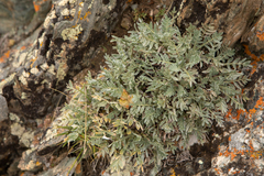 Oxytropis tragacanthoides