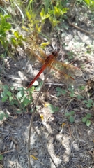 Libellula needhami