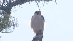 Falco biarmicus biarmicus