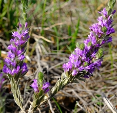 Amphithalea violacea