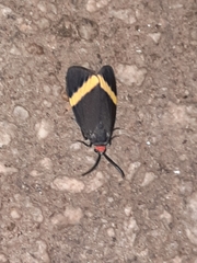 Pidorus