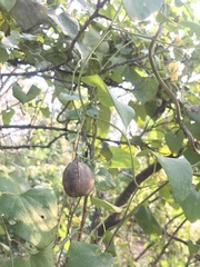 Aristolochia contorta