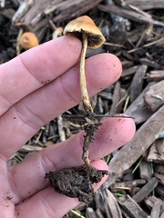 Hypholoma tuberosum