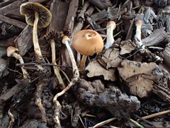 Hypholoma tuberosum