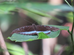 Tanaecia whiteheadi