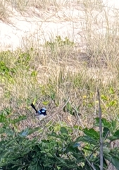 Malurus cyaneus