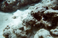 Gymnothorax melatremus