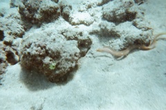 Gymnothorax melatremus