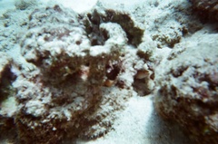Gymnothorax melatremus