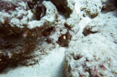 Gymnothorax melatremus