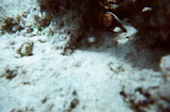 Gymnothorax melatremus