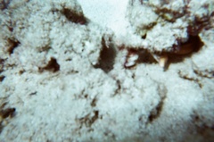 Gymnothorax melatremus