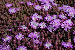 Lampranthus debilis