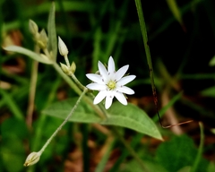 Stellaria vestita