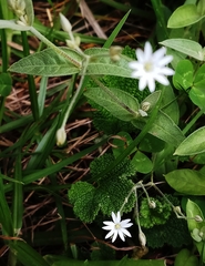 Stellaria vestita