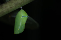 Danaus chrysippus