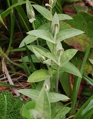 Stellaria vestita