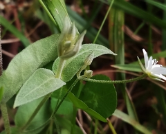 Stellaria vestita