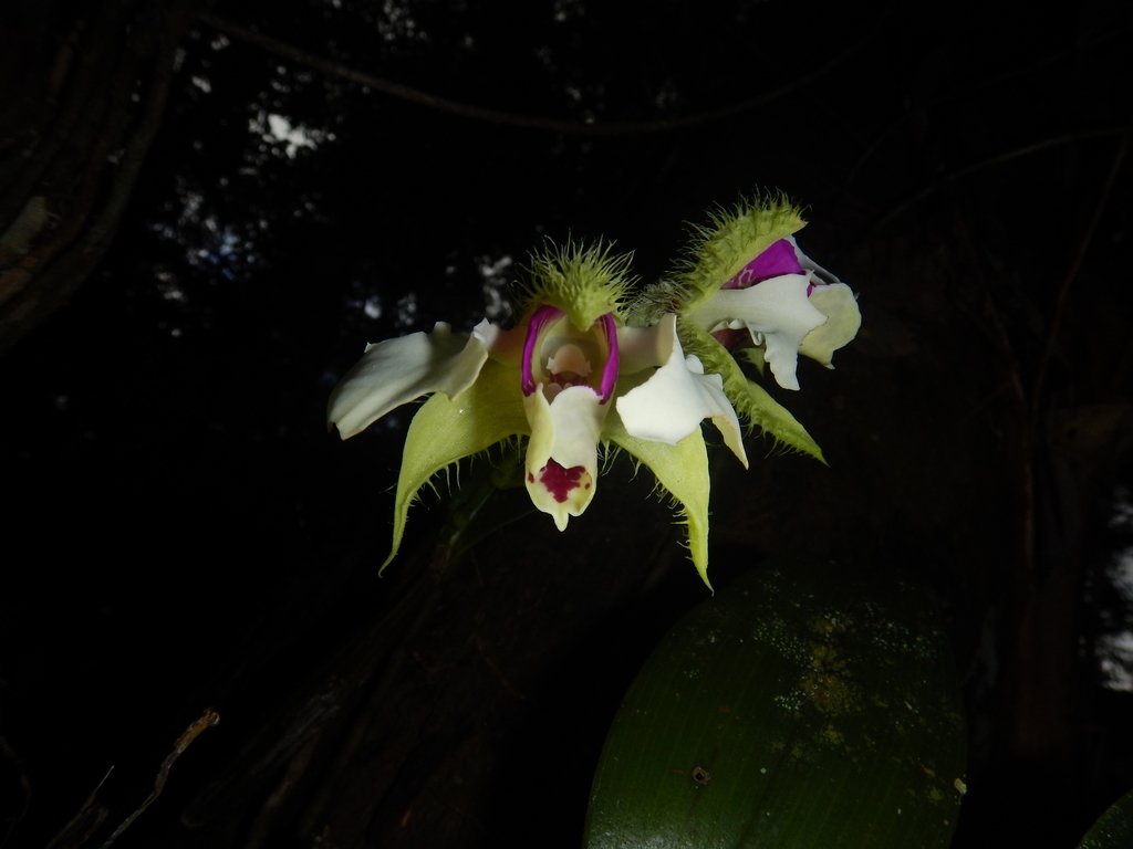 Dendrobium eximium Schltr.