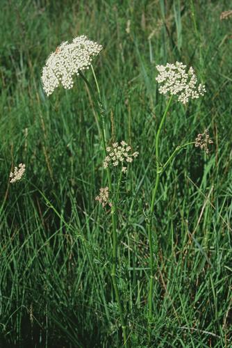 Selinum