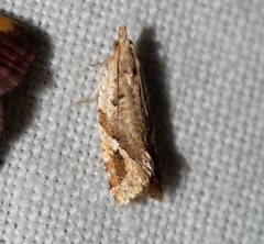 Euphona euphona
