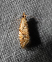 Euphona euphona