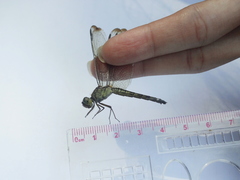 Neurothemis terminata