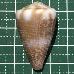 Conus rattus