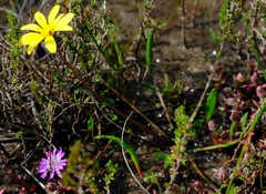 Arctotheca forbesiana