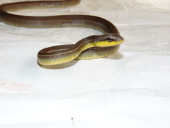 Mastigodryas boddaerti