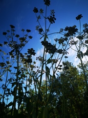 Levisticum officinale
