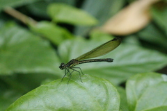 Heliocypha fenestrata