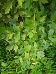 Levisticum officinale