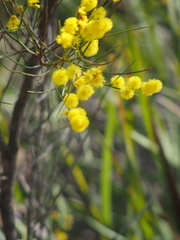 Acacia extensa
