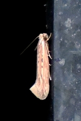 Ypsolopha sp-sw