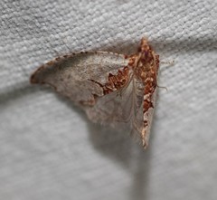 Glyphidoptera polymita
