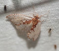 Glyphidoptera polymita