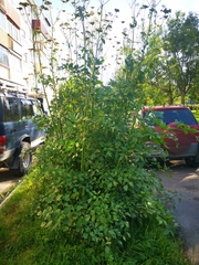 Levisticum officinale