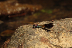 Heliocypha fenestrata