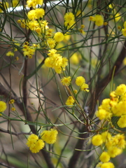 Acacia extensa