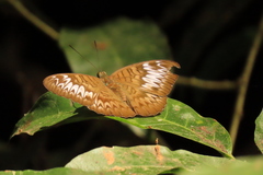 Tanaecia palguna