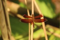Neurothemis terminata