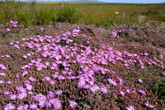 Lampranthus debilis
