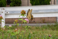 Papilio machaon hippocrates