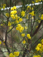 Acacia extensa