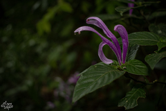 Poikilacanthus macranthus