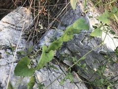 Aristolochia contorta