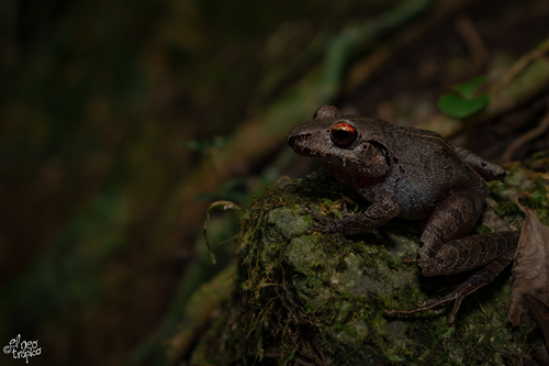 Montane Robber Frog, Craugastor lineatus